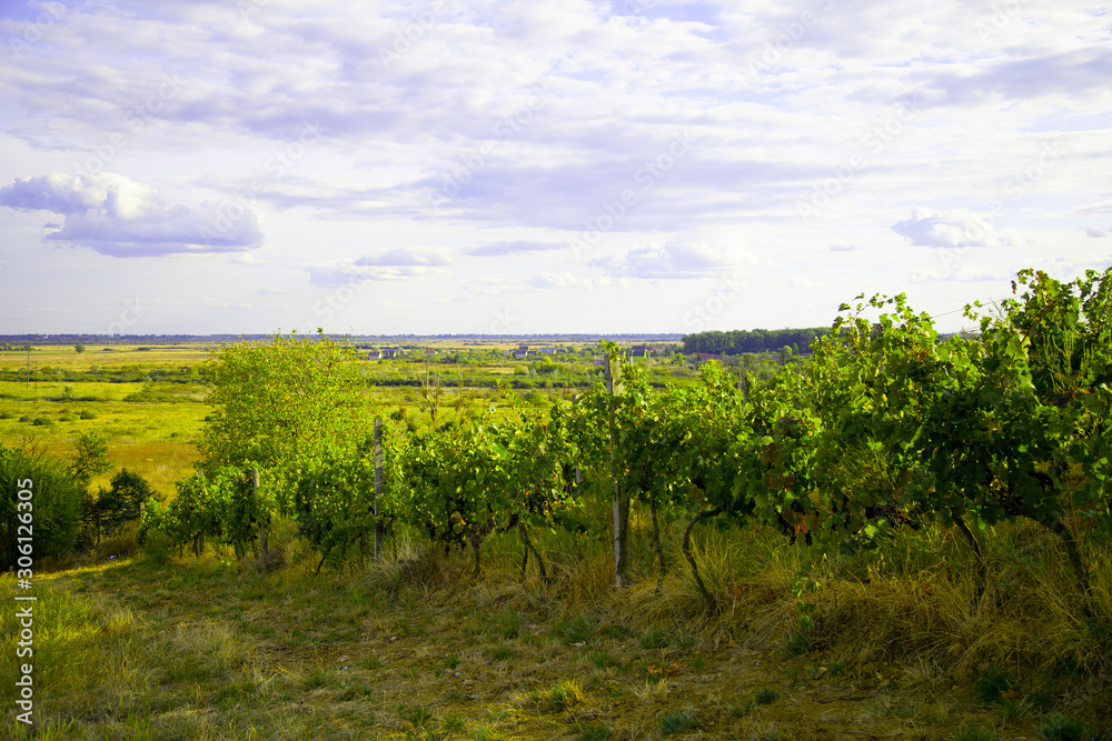 Nature, background,with Vineyard in autumn harvest. Ripe grapes in fall.
