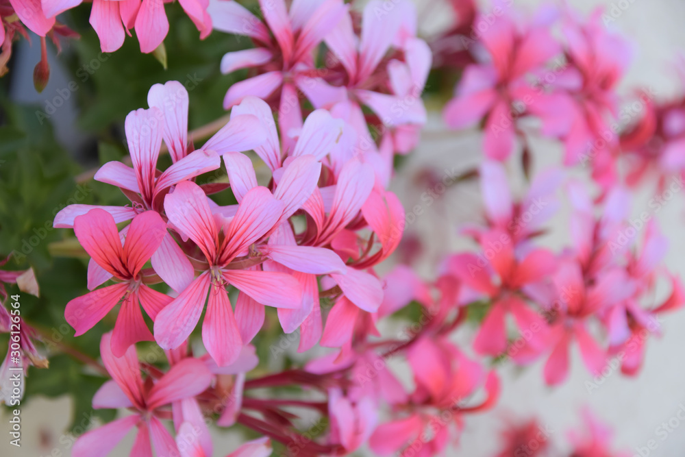 pink geranium flowers texture background