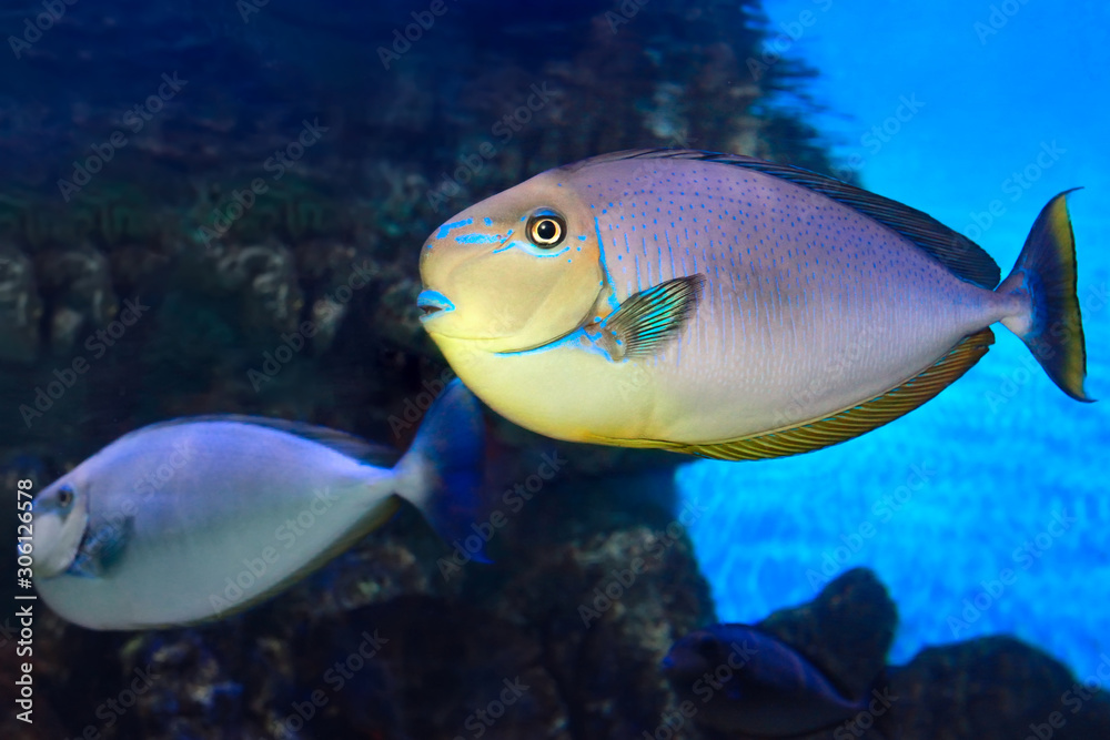 Bignose unicornfish Naso vlamingii tropical sea fish Bignose unicornfish Naso vlamingii tropical sea fish