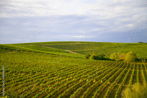 Nature background with vineyard in autumn harvest, ripe grapes in autumn. Beautiful landscape of vineyards in Tuscany. Chianti region in the summer season. Italy.