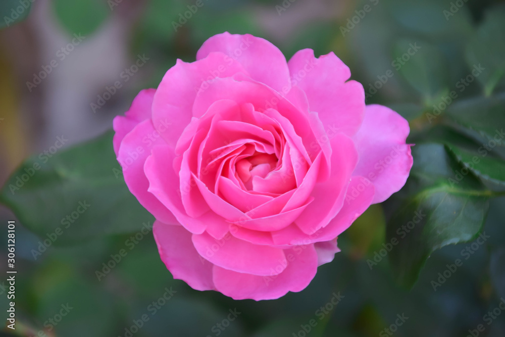 pink rose in the garden pink rose in the garden