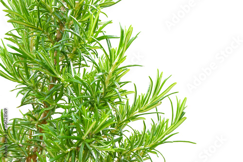 Rosemarry green herb plant on white background