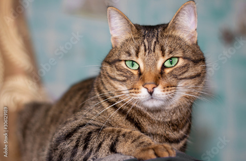 Feline face with green eyes, close-up. European Shorthair cat looks away. Background with cat and free space for inscription. © Svetlana