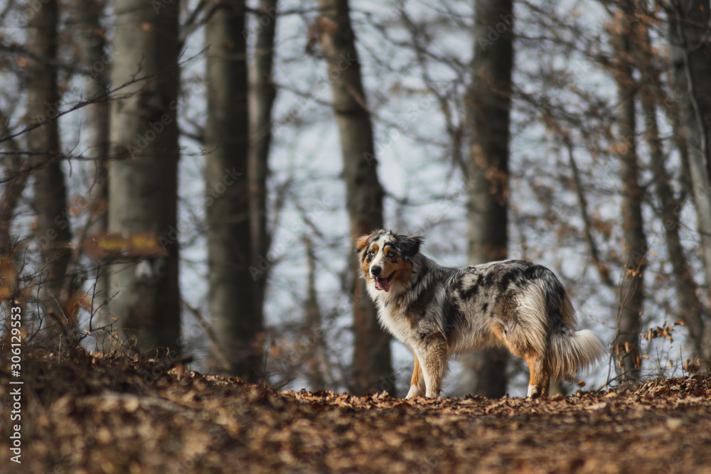 Dog australian shepherd running blue merle in nature hiking trail Dog australian shepherd running blue merle in nature hiking trail