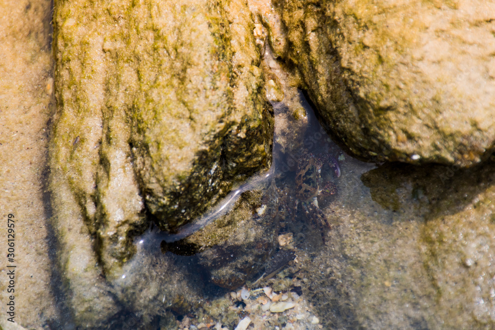 Crabs near the water in the stone crevice.