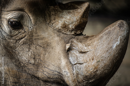 Close-up on a rhinoceros photo