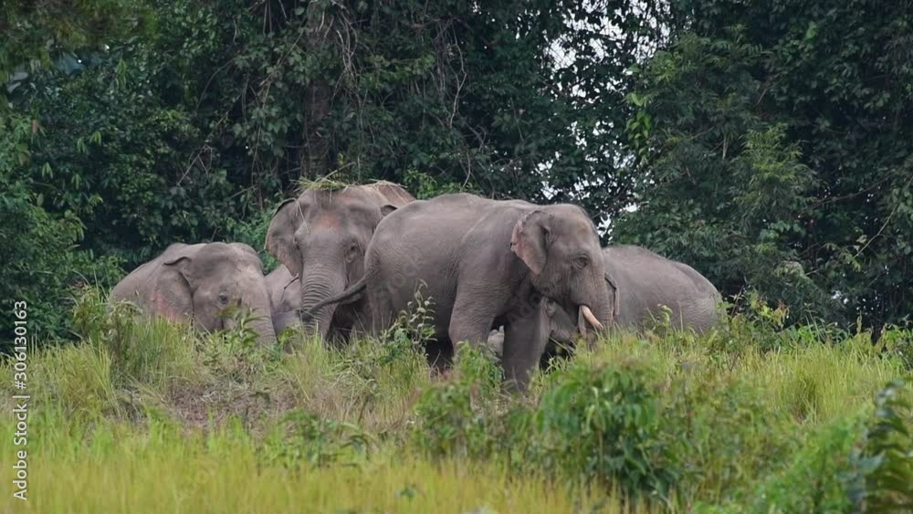 A group of elephants grazing the grass, one elephant with some grass and dirt atop its head, in Khao Yai National Park in Thailand A group of elephants grazing the grass, one elephant with some grass and dirt atop its head, in Khao Yai National Park in Thailand