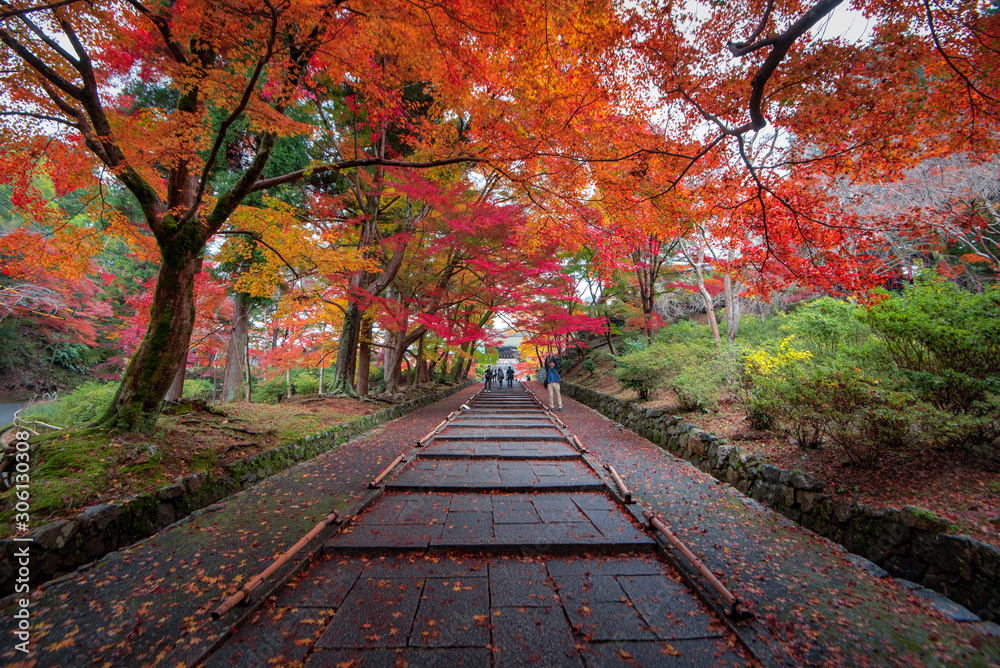 Colourful Maple Tree Tunnel at Bishamondo Temple in Autumn, Kyoto, Japan Colourful Maple Tree Tunnel at Bishamondo Temple in Autumn, Kyoto, Japan