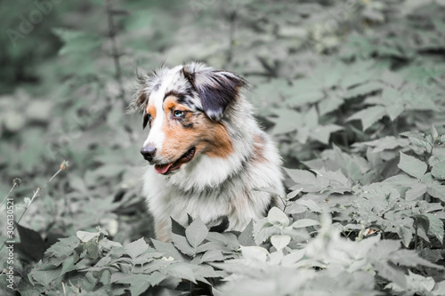 Dog australian shepherd running blue merle in nature 13