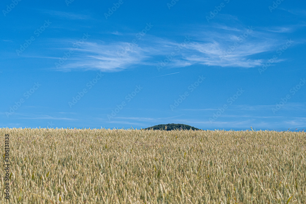 Sheaf Corn wide open field blue sky