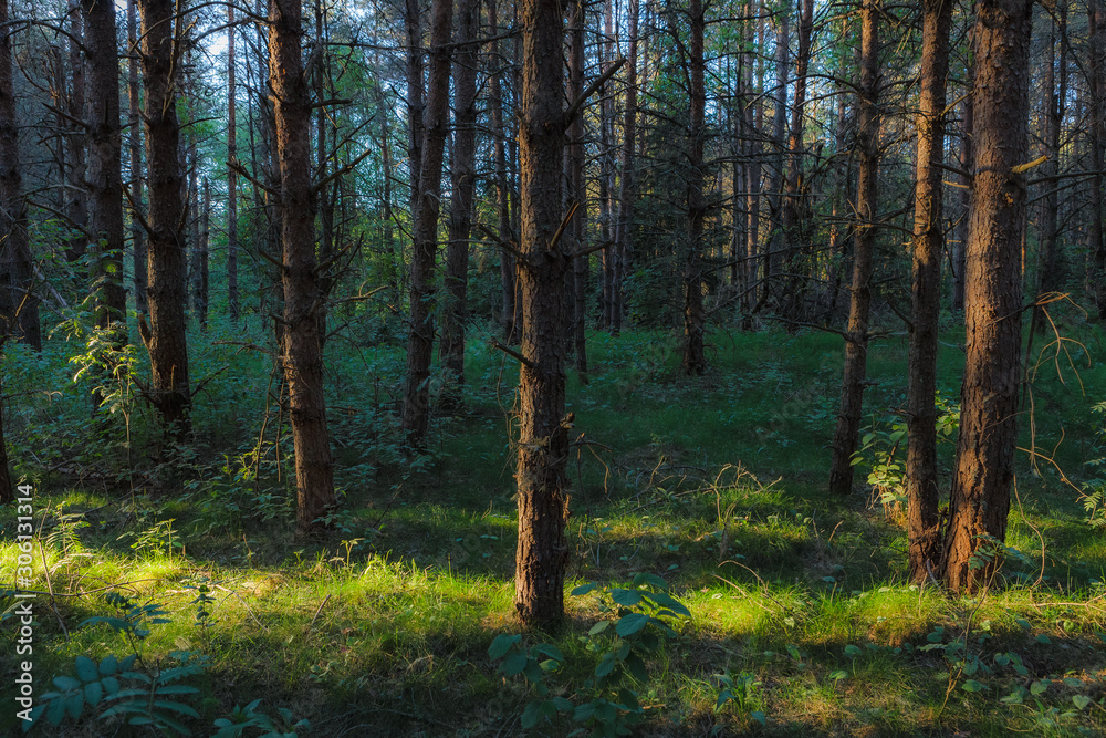 Pine forest close-up landscape late afternoon. Trunks backlit by sun rays.