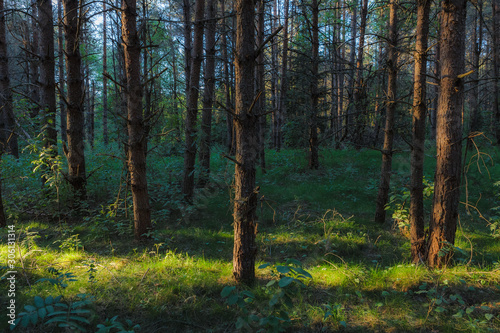 Pine forest close-up landscape late afternoon. Trunks backlit by sun rays. © yegorov_nick