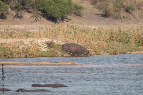 Hippopotamus at the okavango river, Caprivi, Strip, Namibia, Africa