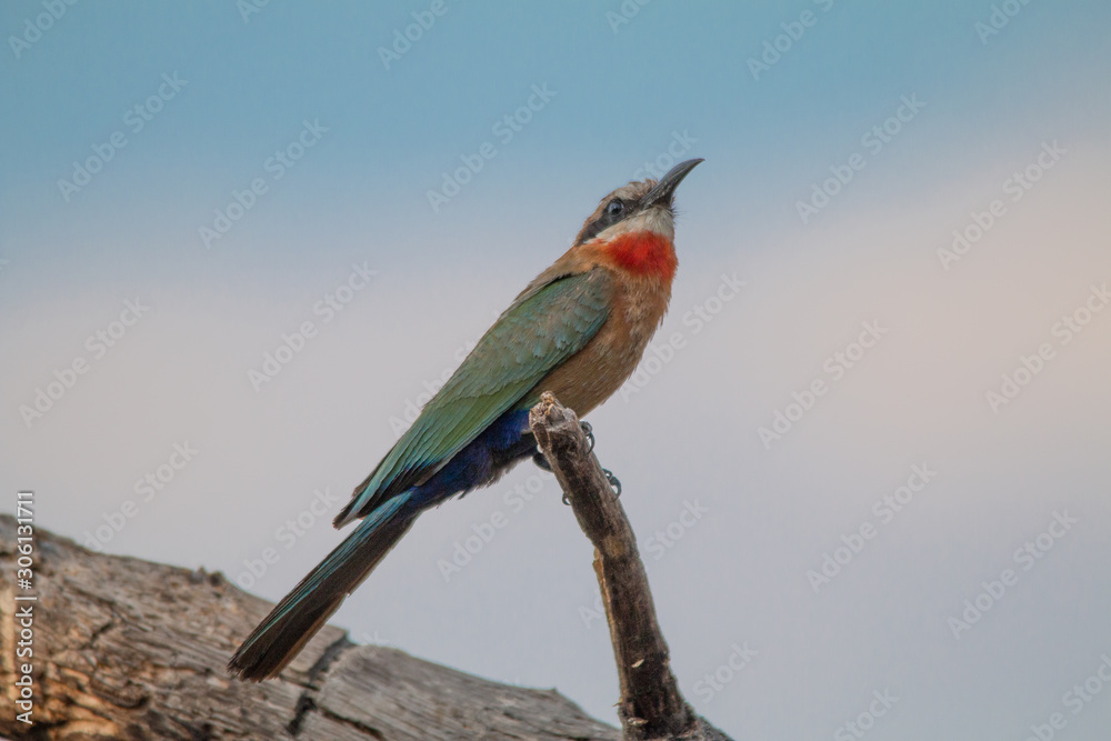 Obraz premium White fronted bee eater in a tree, okavango river, Namibia, Africa