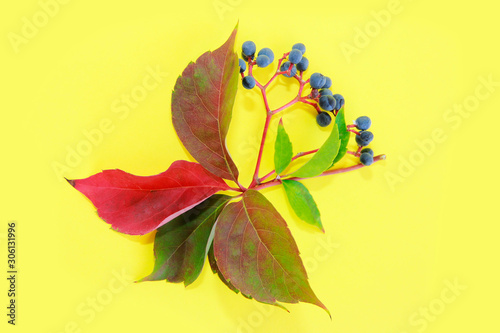 autumn red green leaves and blue berries on a yellow background