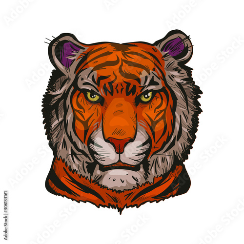 Tiger portrait in closeup isolated vector illustration sketch. Hand drawn panthera tigris, wild cat of large size. Felidae mammal with furry coat. Predator wildlife, carnivore beast, tiger wild cat