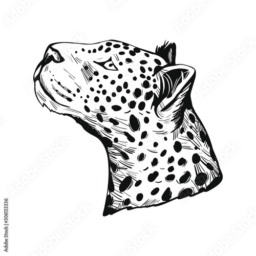 Leopard portrait of exotic animal isolated vector illustration sketch. Monochrome profile of panther looking aside. Felidae mammal with furry coat with dots. Carnivore panthera pardus wildlife