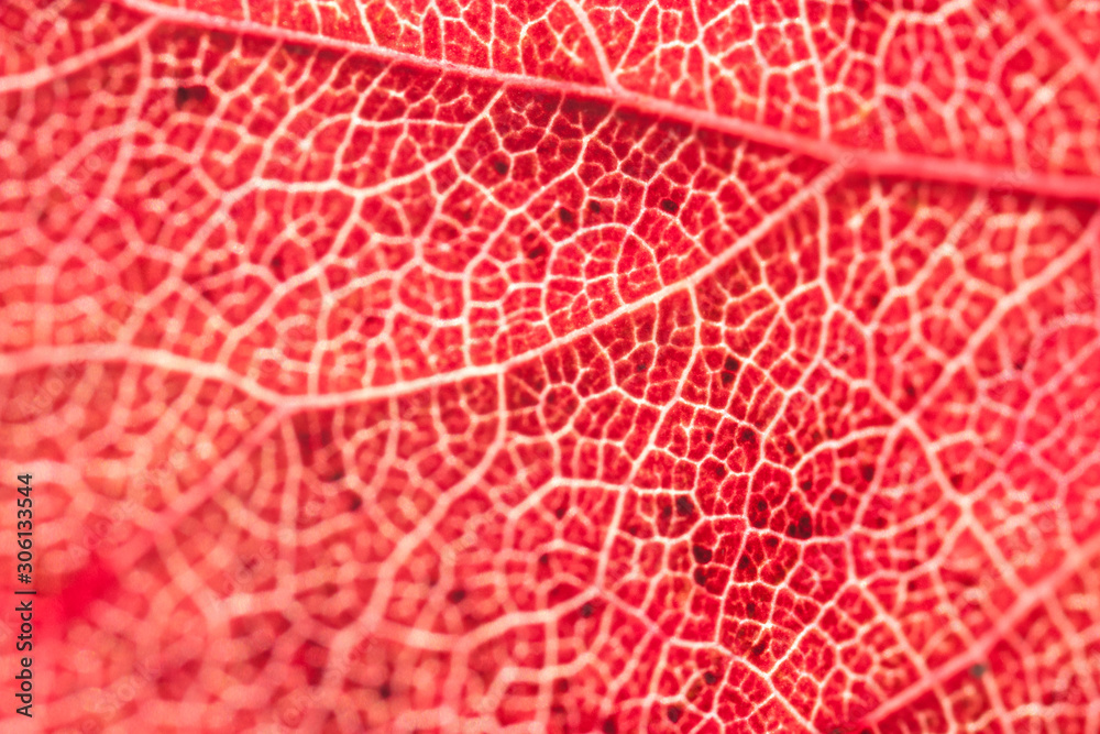 Obraz premium Fragment of red autumn leaf.