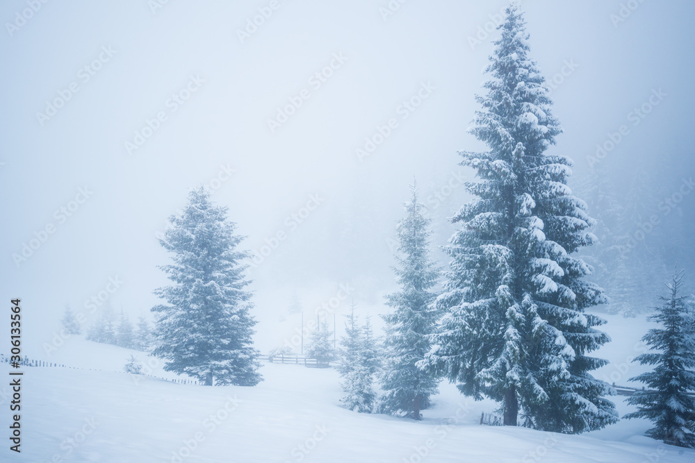 Bewitching stern panorama of tall fir trees