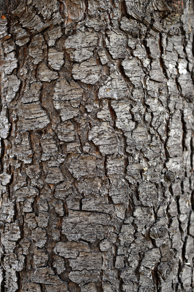 Beautiful structure of tree bark. Interesting texture of the tree surface. Beautiful structure of tree bark. Interesting texture of the tree surface.