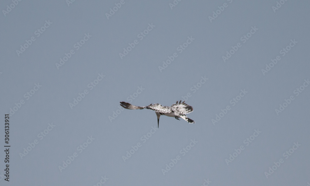Pied Kingfisher at chobe riverfront, Namibia, Africa