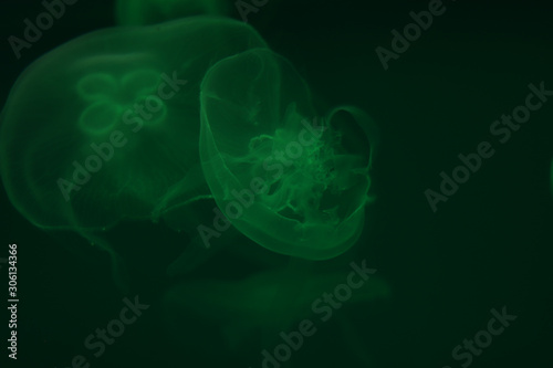Tourism and underwater diving. Life in ocean. Moon jellyfish in ocean on green lighting background of water. Copy space around transparent jelly