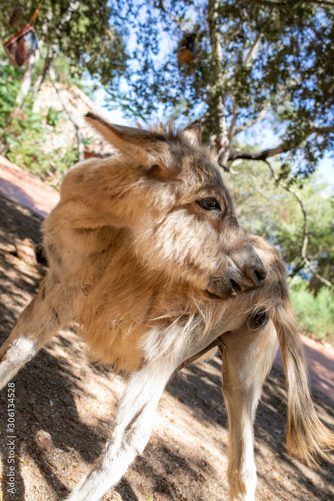 Fototapeta premium Donkeys