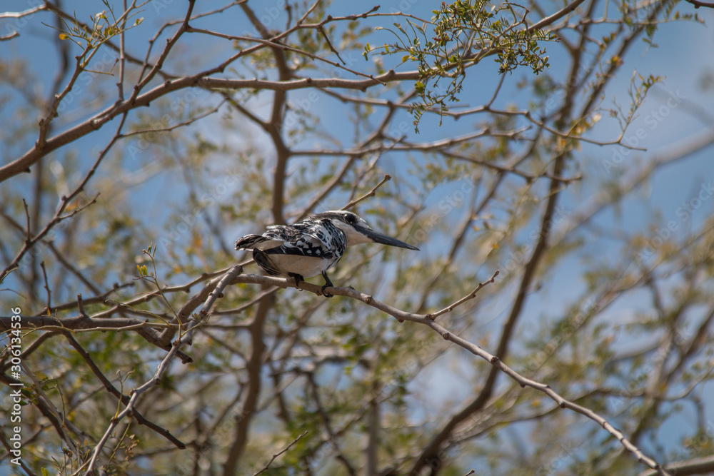 Fototapeta premium Pied Kingfisher at chobe riverfront, Namibia, Africa