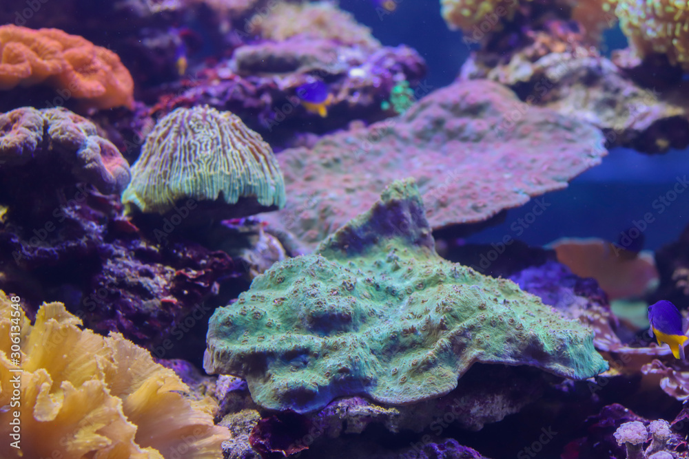 Ocean underwater landscape with flora and fauna. Background with copy space Ocean underwater landscape with flora and fauna. Background with copy space