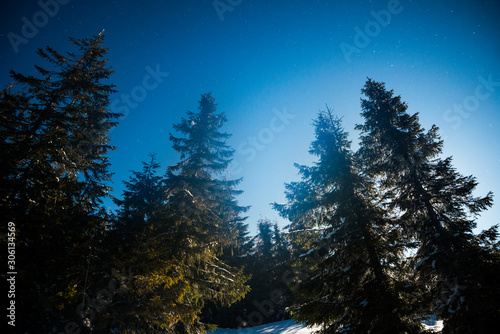 Bewitching magical landscape of snowy tall fir