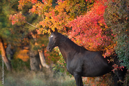 Black stallion close up portrait in autumn forest with red and orange trees