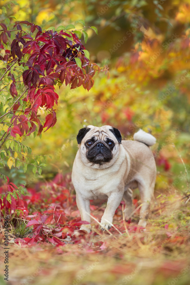 Mops portrait close up in autumn beautiful   park