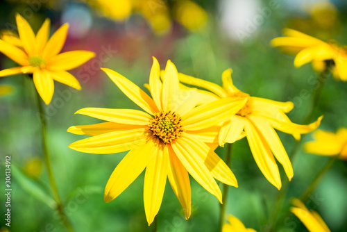 Blooming Helianthus tuberosus  sunroot  topinambur  in the garden. Selective focus.