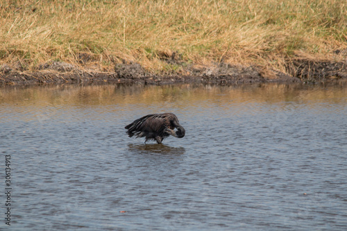 African openbill at chobe riverfront, Namibia, Africa