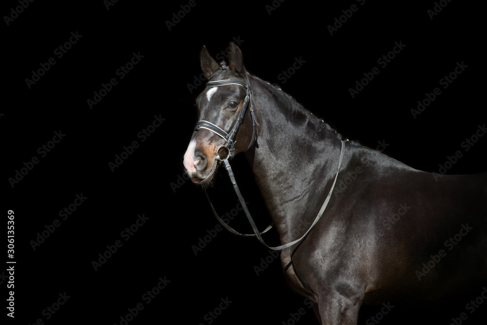 Obraz premium Horse portrait in bridle isolated on black background
