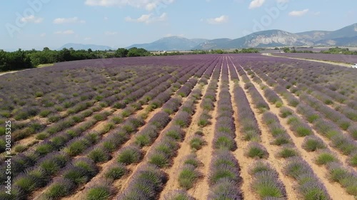 rows of young plants in a field