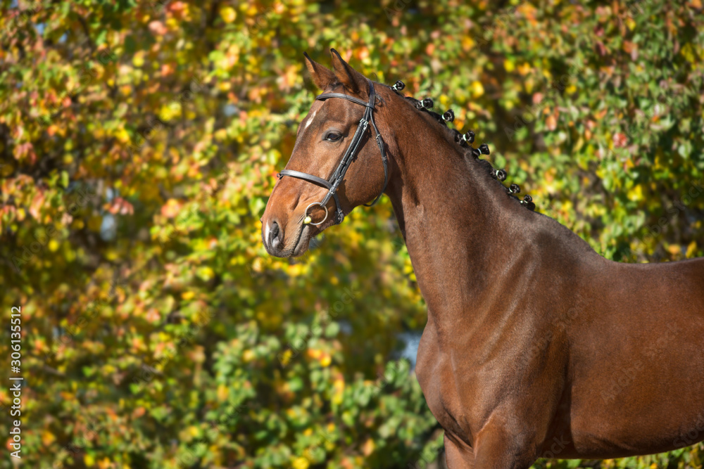 Obraz premium Bay horses in bridle against yellow autumn trees