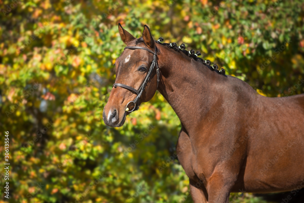 Bay horses in bridle against yellow autumn trees Bay horses in bridle against yellow autumn trees