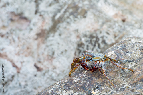 Wild red rock crab with sea in the background