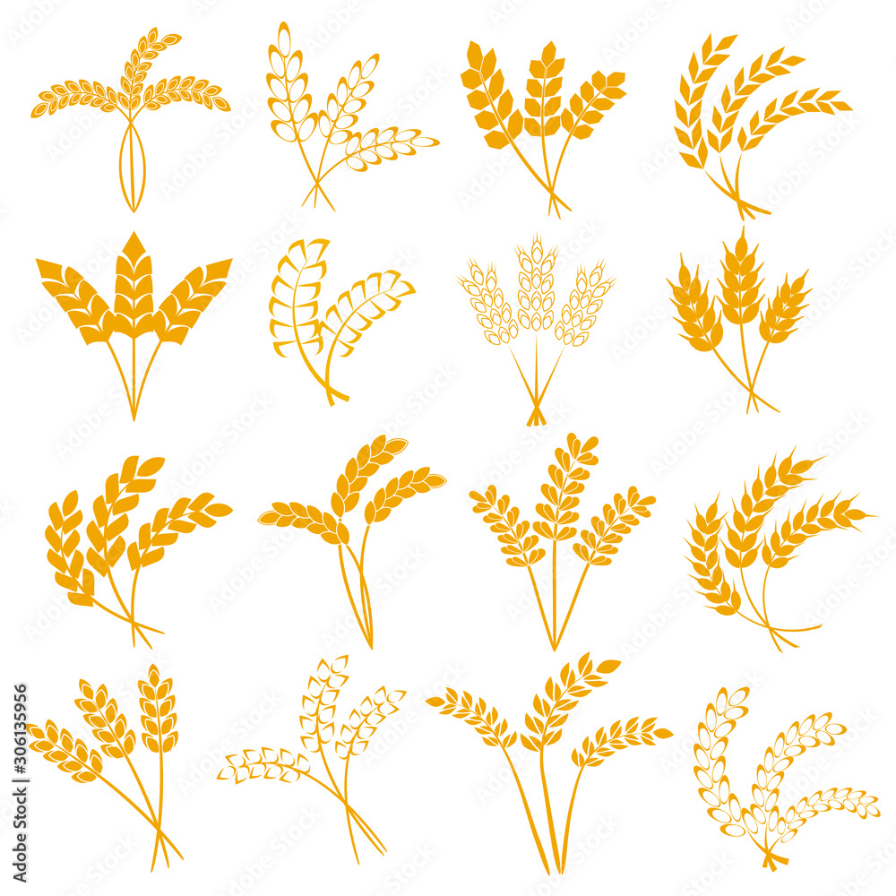 Wheat or barley ears. Harvest wheat grain, growth rice stalk and whole bread grains or field cereal nutritious rye grained agriculture products ear symbol. Isolated vector icons set. - obrazy, fototapety, plakaty 