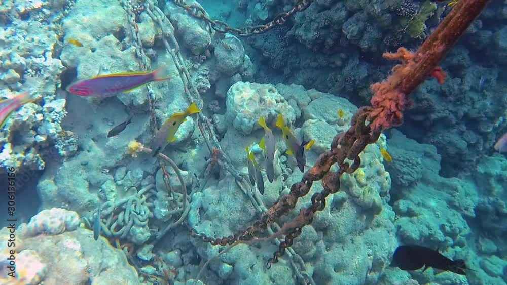 Underwater world of Red sea in Egypt as seen by scuba diver. 