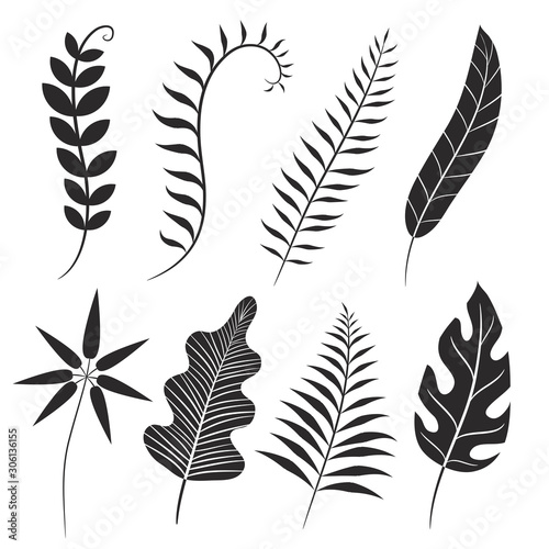 Palm leaf silhouette. Monstera frond, plant leaves silhouettes and tropical palms fronds. Coconut leaf branch, tropical jungle beach tree frond isolated vector icons set