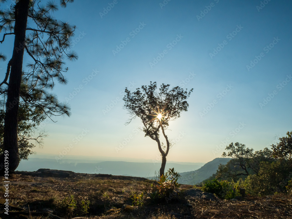 Fototapeta premium Mountain view and tree with blue sky at Phu Kra Dueng Loei Thailand