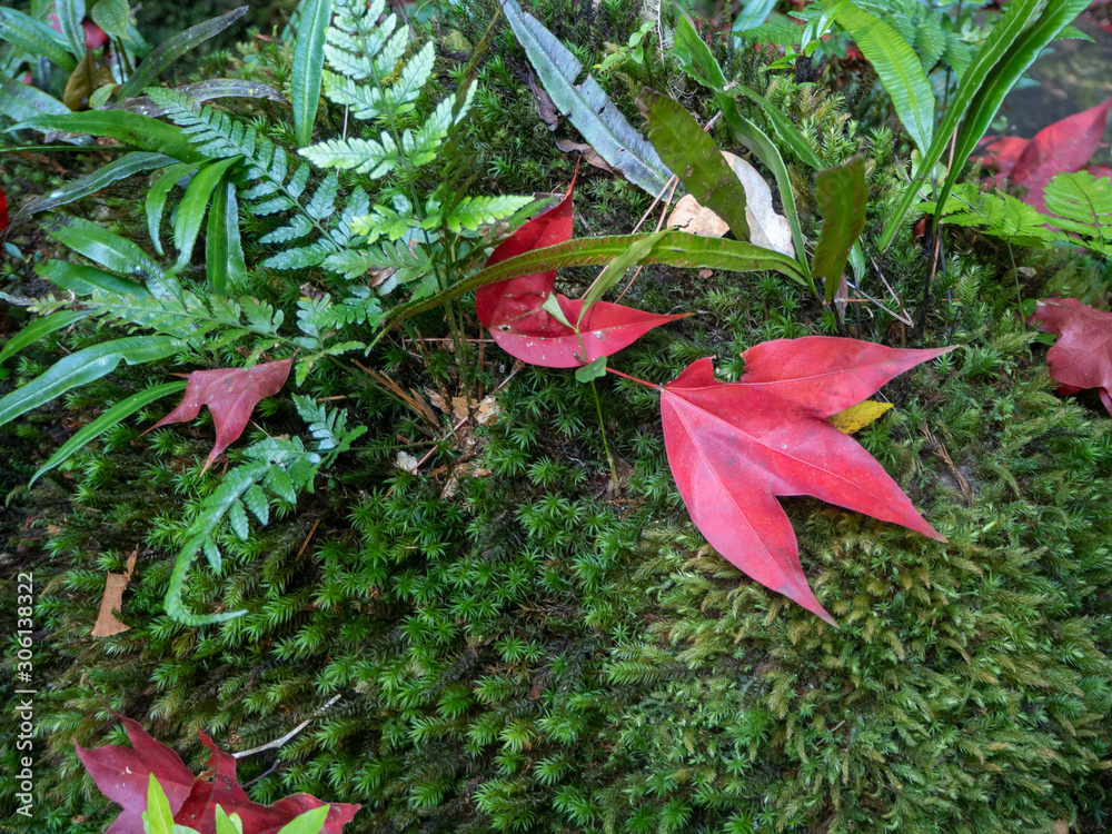 The maple leaf red color on the floor  at Phu Kra Dueng mountain Loei Thailand