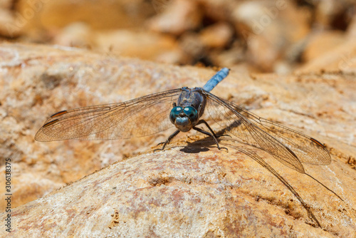 Blue dragonfly perched on a rock © manatus