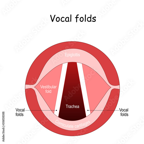 Vocal folds. The Human Voice