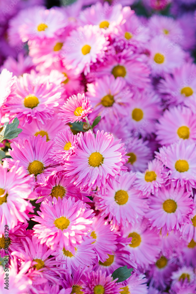 Very beautiful pink purple chrysanthemums. Beautiful bright background of pink flowers in autumn garden