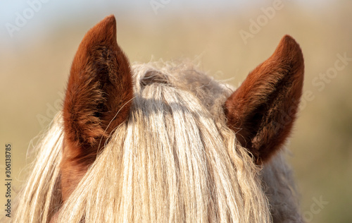Obraz na płótnie The ears of the horse