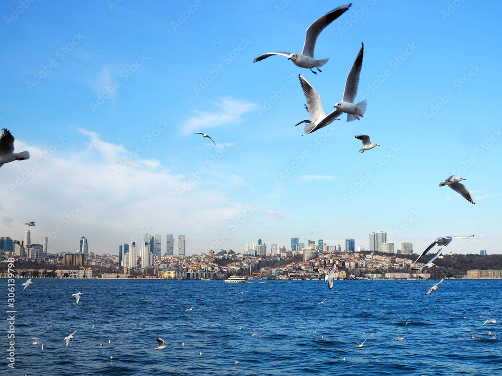 seagulls flying over sea in Istanbul Turkey seagulls flying over sea in Istanbul Turkey