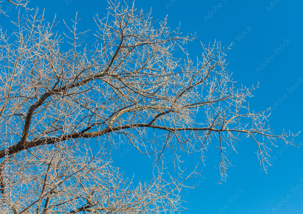 Leafless tree branches at dawn of the sun Leafless tree branches at dawn of the sun